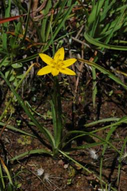 APII jpeg image of Hypoxis hygrometrica var. hygrometrica  © contact APII