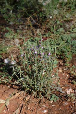 APII jpeg image of Rostellularia adscendens var. pogonanthera  © contact APII