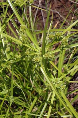 APII jpeg image of Cyperus eragrostis  © contact APII