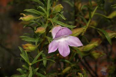 APII jpeg image of Eremophila goodwinii subsp. goodwinii  © contact APII