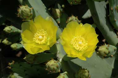 APII jpeg image of Opuntia stricta  © contact APII