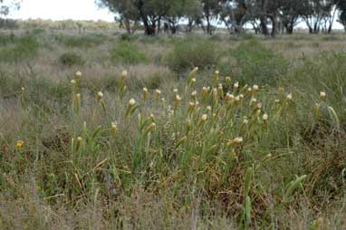 APII jpeg image of Phalaris paradoxa  © contact APII