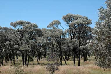 APII jpeg image of Acacia harpophylla  © contact APII