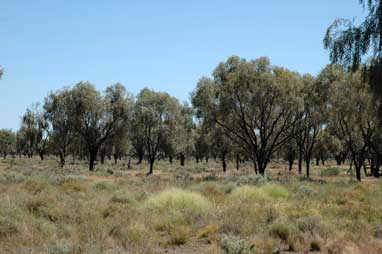 APII jpeg image of Acacia pendula  © contact APII