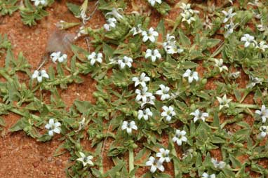 APII jpeg image of Lobelia darlingensis  © contact APII