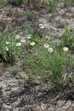 APII jpeg image of Brachyscome dentata  © contact APII