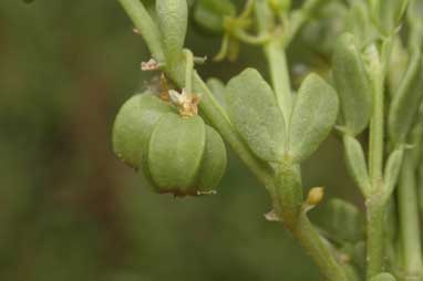 APII jpeg image of Zygophyllum iodocarpum  © contact APII