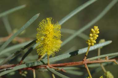 APII jpeg image of Acacia sibirica  © contact APII