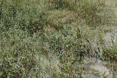 APII jpeg image of Persicaria lapathifolia  © contact APII