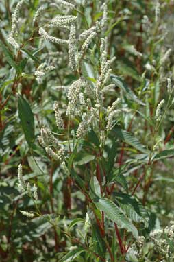 APII jpeg image of Persicaria lapathifolia  © contact APII