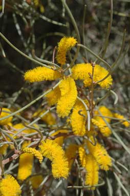 APII jpeg image of Acacia aneura var. aneura  © contact APII