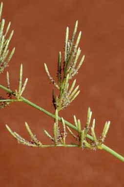 APII jpeg image of Eragrostis dielsii  © contact APII