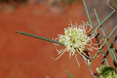 APII jpeg image of Hakea leucoptera subsp. leucoptera  © contact APII