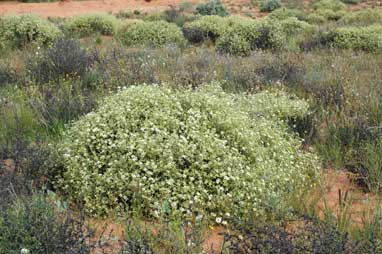 APII jpeg image of Gunniopsis quadrifida  © contact APII