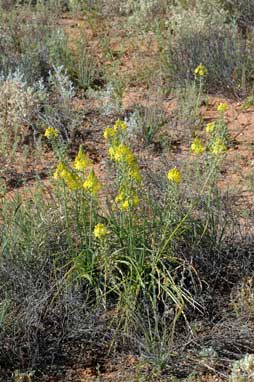 APII jpeg image of Bulbine fraseri  © contact APII