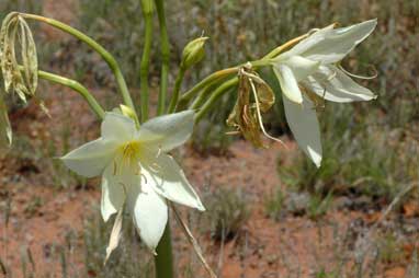 APII jpeg image of Crinum flaccidum  © contact APII