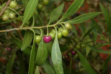 APII jpeg image of Myoporum montanum  © contact APII