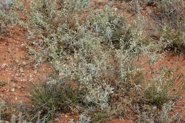 APII jpeg image of Atriplex stipitata  © contact APII