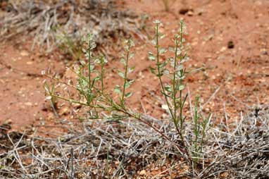 APII jpeg image of Lepidium phlebopetalum  © contact APII