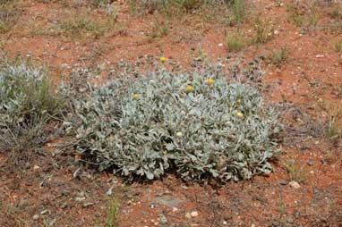 APII jpeg image of Anemocarpa podolepidium  © contact APII