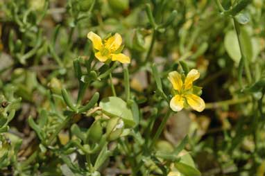 APII jpeg image of Zygophyllum aurantiacum subsp. aurantiacum  © contact APII