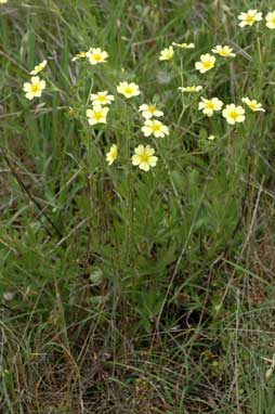 APII jpeg image of Potentilla recta  © contact APII