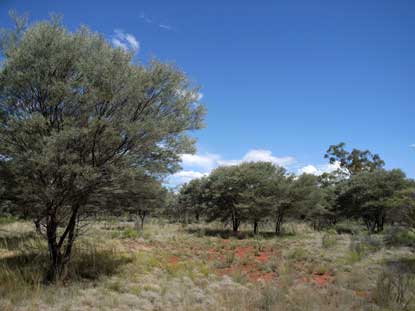 APII jpeg image of Acacia aneura  © contact APII