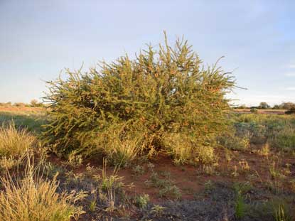 APII jpeg image of Acacia tetragonophylla  © contact APII