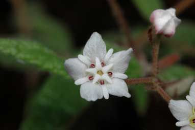 APII jpeg image of Commersonia rugosa  © contact APII