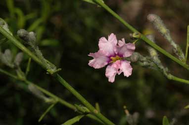 APII jpeg image of Dampiera lanceolata  © contact APII