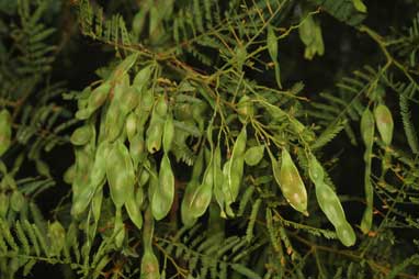 APII jpeg image of Acacia cardiophylla  © contact APII