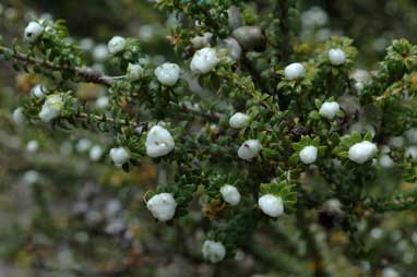 APII jpeg image of Eremaea beaufortioides var. beaufortioides  © contact APII