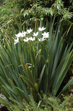 APII jpeg image of Dietes robinsoniana  © contact APII