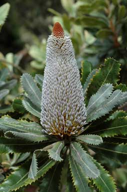 APII jpeg image of Banksia serrata  © contact APII