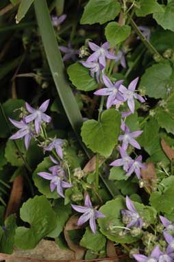 APII jpeg image of Campanula poscharskyana  © contact APII