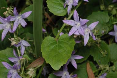 APII jpeg image of Campanula poscharskyana  © contact APII