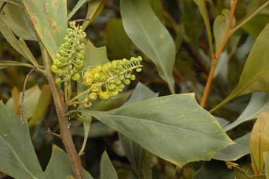 APII jpeg image of Grevillea agrifolia  © contact APII