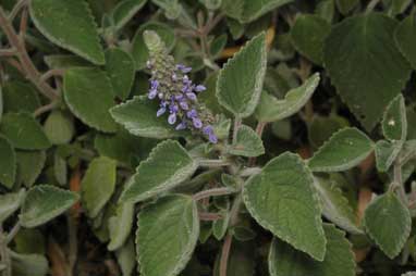 APII jpeg image of Plectranthus suaveolens  © contact APII