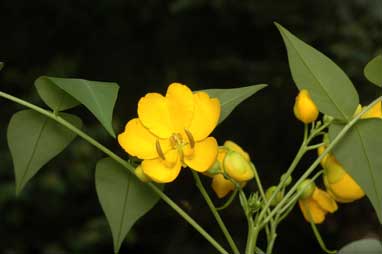 APII jpeg image of Senna septemtrionalis  © contact APII