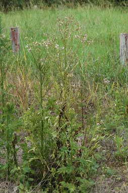 APII jpeg image of Erechtites valerianifolius f. valerianifolius  © contact APII