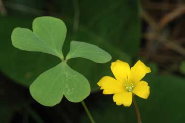 APII jpeg image of Oxalis perennans  © contact APII