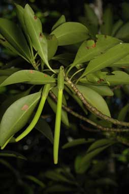 APII jpeg image of Bruguiera parviflora  © contact APII