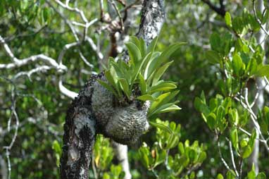 APII jpeg image of Myrmecodia beccarii  © contact APII