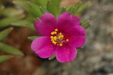 APII jpeg image of Portulaca pilosa  © contact APII