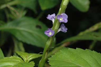 APII jpeg image of Stachytarpheta jamaicensis  © contact APII