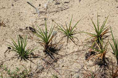 APII jpeg image of Cyperus pedunculatus  © contact APII