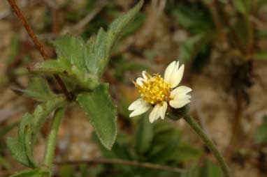 APII jpeg image of Tridax procumbens  © contact APII