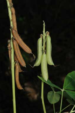 APII jpeg image of Crotalaria pallida var. obovata  © contact APII