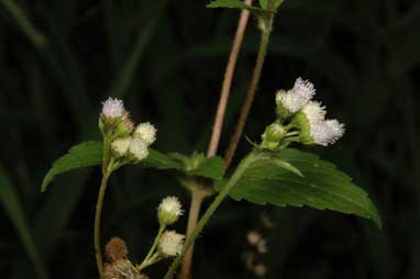 APII jpeg image of Ageratum conyzoides subsp. conyzoides  © contact APII