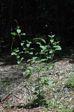 APII jpeg image of Stachytarpheta jamaicensis  © contact APII